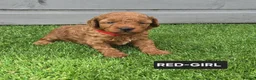 Toy Poodle dogs for sale: STUNNING RED KC TOY POODLE 🤩🐶 - Advert 1