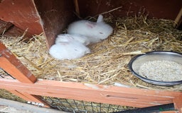 Lionhead rabbits for sale: Lionhead rabbit  - Image 5