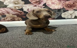 Miniature Dachshund dogs for sale: 5 month old miniature dachshund  - Image 4