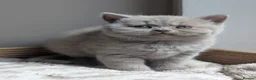 British Shorthair cats for sale: GCCF British Shorthair kittens  - Advert 2