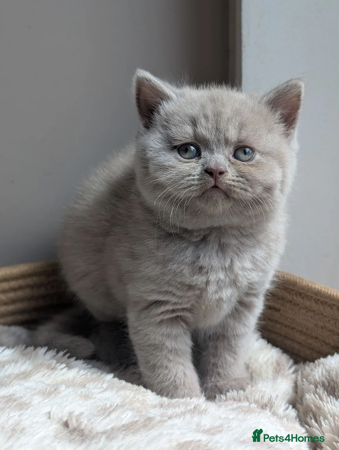 British Shorthair cats for sale: GCCF British Shorthair kittens  - Advert 2