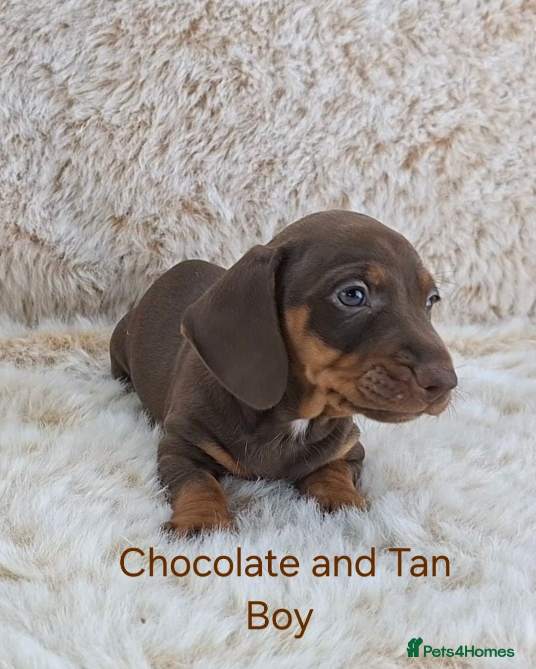 Dachshund dogs Classic Miniature Dachshund Puppies  - Advert 2