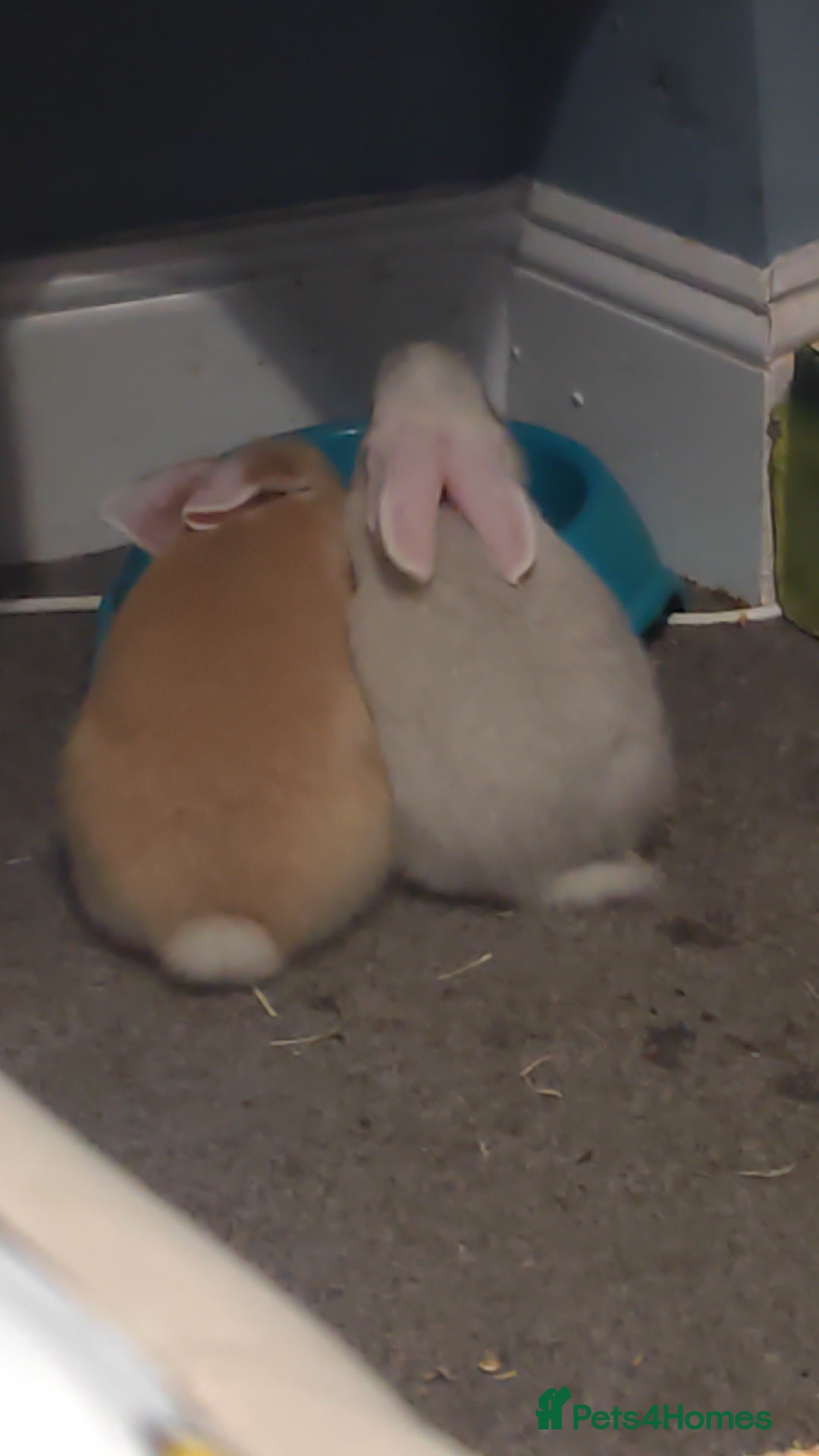 Flemish rabbits for sale: Pure flemish  - Image 3