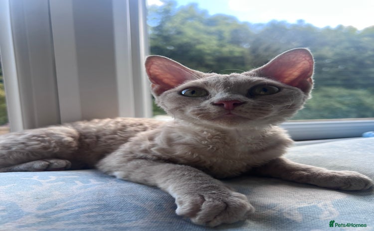 Devon Rex cats - Advert 2
