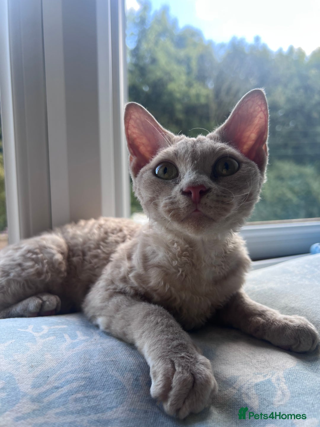 Lilac Devon Rex Ian Is A Charming Lilac Point Devon Rex Kitten