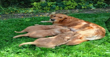 Golden Retriever dogs - Advert 12