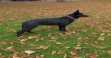 German Shepherd dogs German Shepherd female  - Advert 9