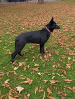 German Shepherd dogs German Shepherd female - Advert 4