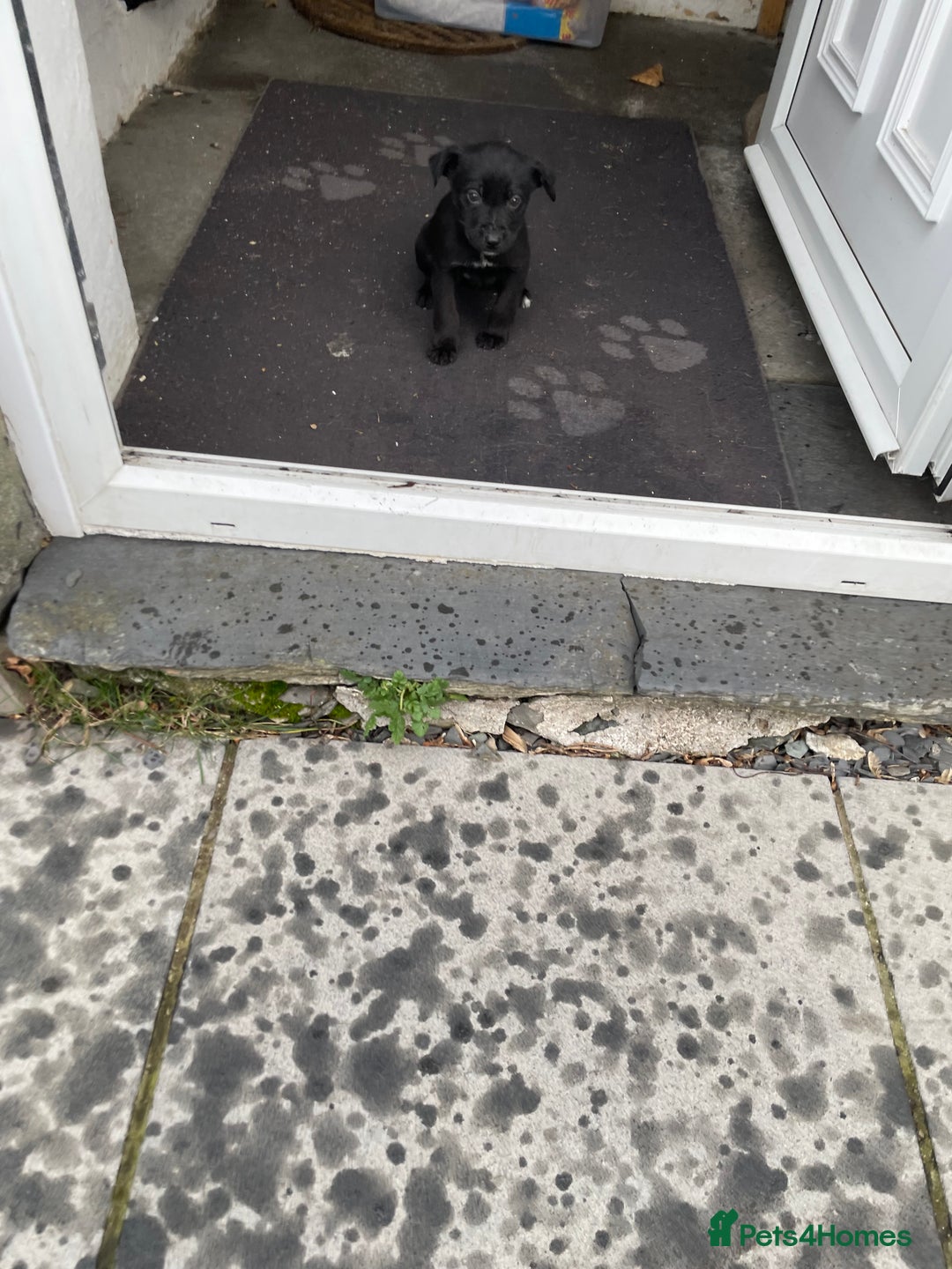 Borador dogs for sale: ⚫️lab x collie puppies ⚪️ - Advert 20