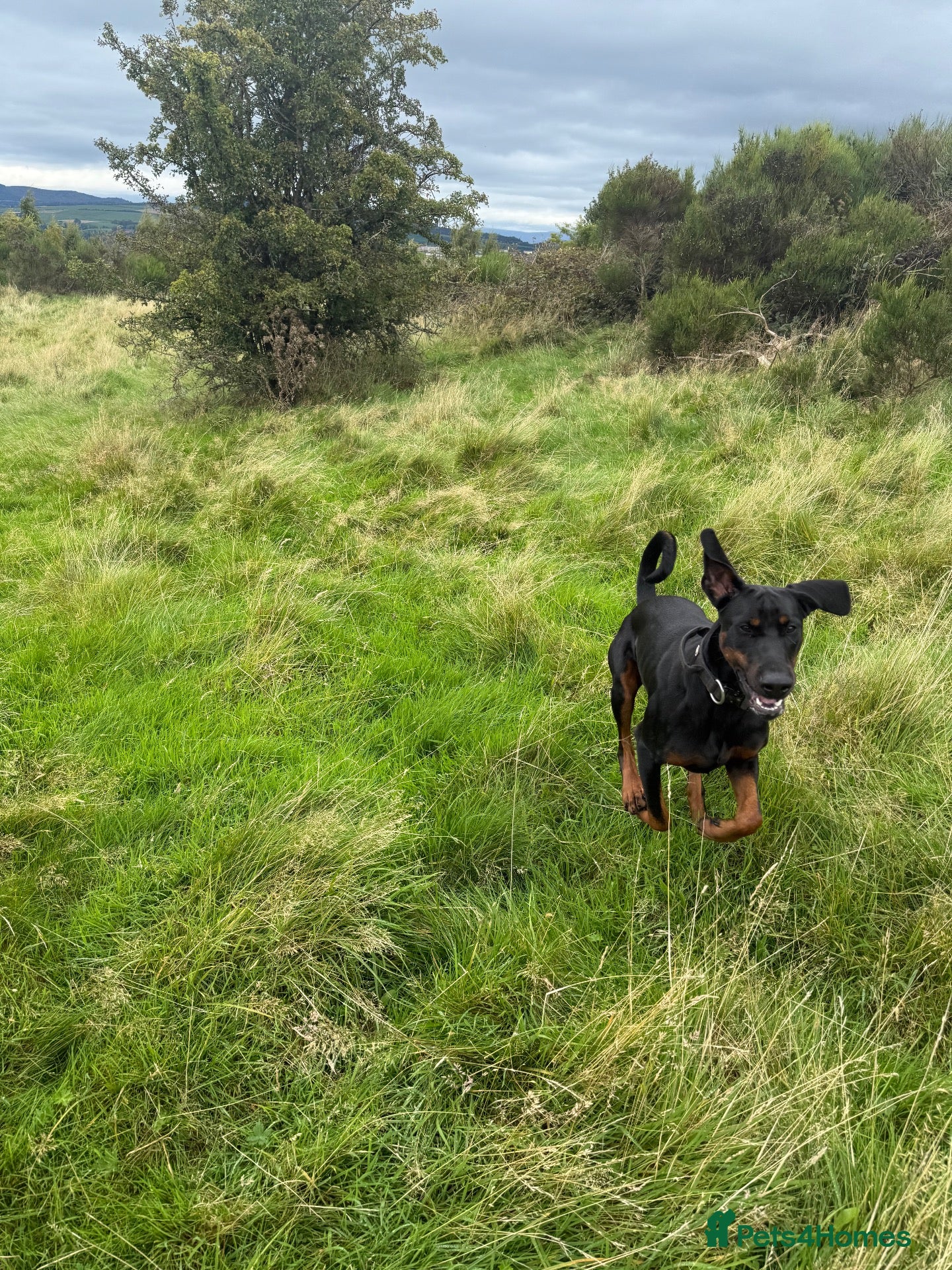 Dobermann dogs 11-Month-Old Male Dobermann for Sale - Advert 12