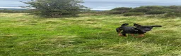 Dobermann dogs for sale: 11-Month-Old Male Dobermann for Sale in Port Glasgow - Advert 1
