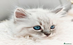 Ragdoll cats for sale: Gorgeous Snow Leocats: RagdollxSiberianxHimalayan! - Image 9
