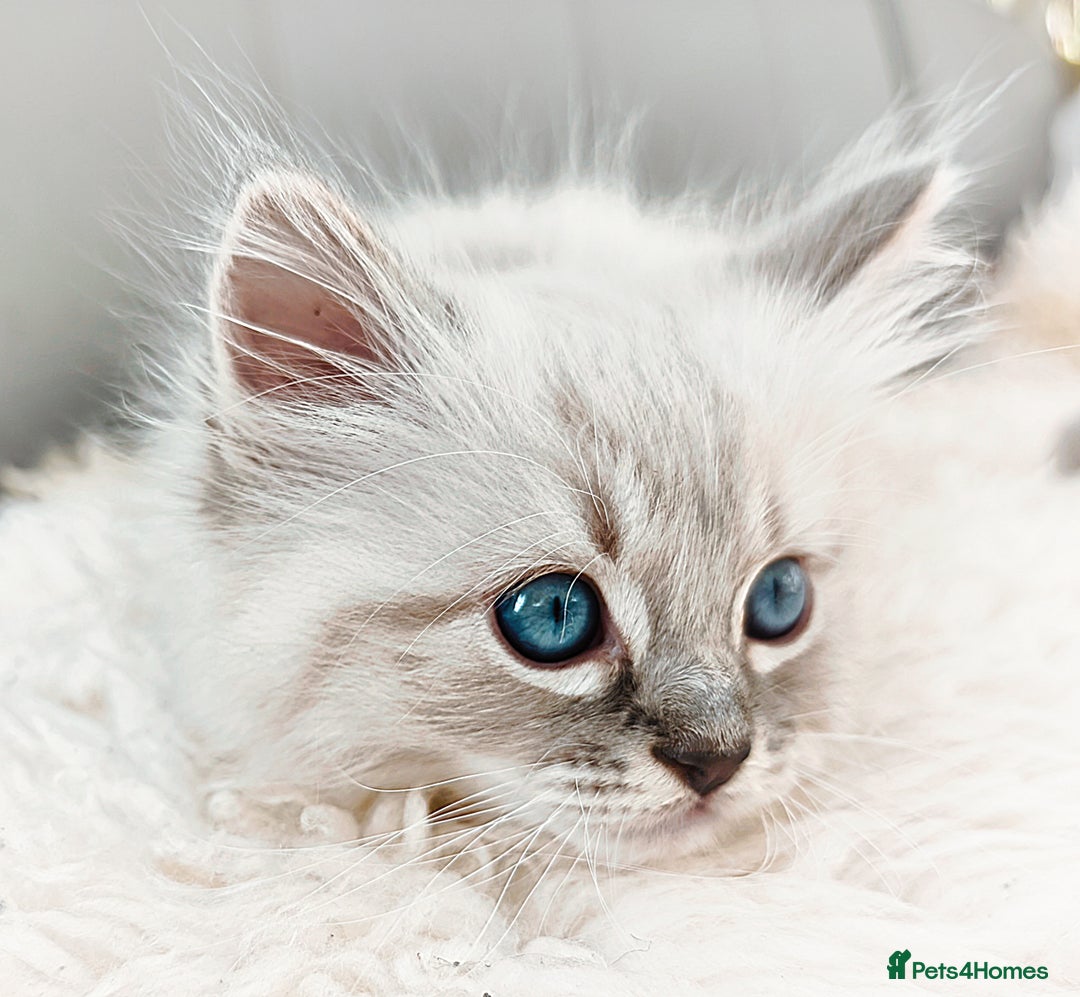 Ragdoll cats for sale: Gorgeous Snow Leocats: RagdollxSiberianxHimalayan! - Image 9