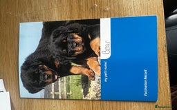 Pomeranian dogs for sale: Stunning young male Pomeranian  - Advert 8