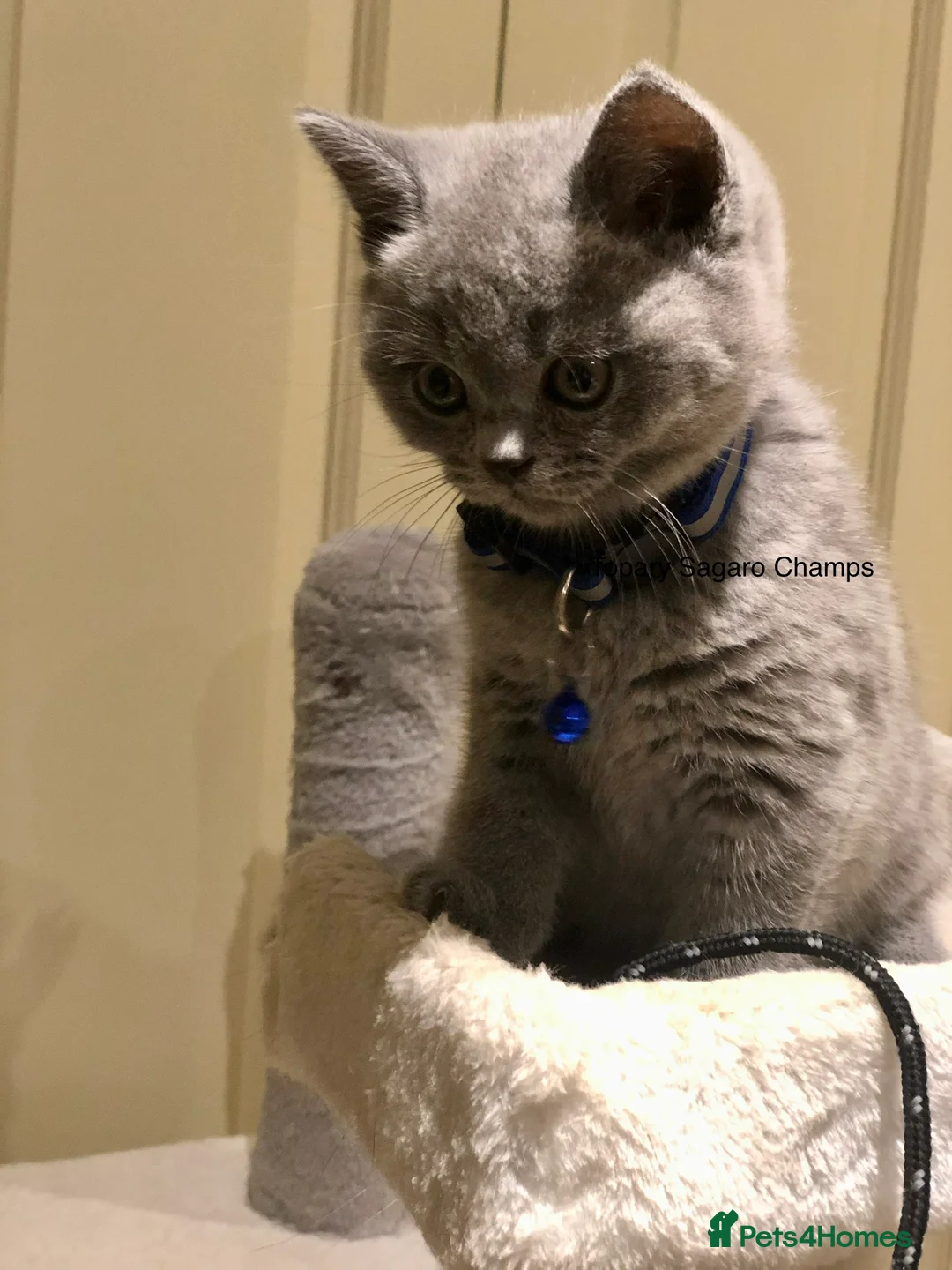 British Shorthair cats for stud: Proven Stud/Blood B/Choc carrier TICA/GCCF REG in Dartford - Advert 15