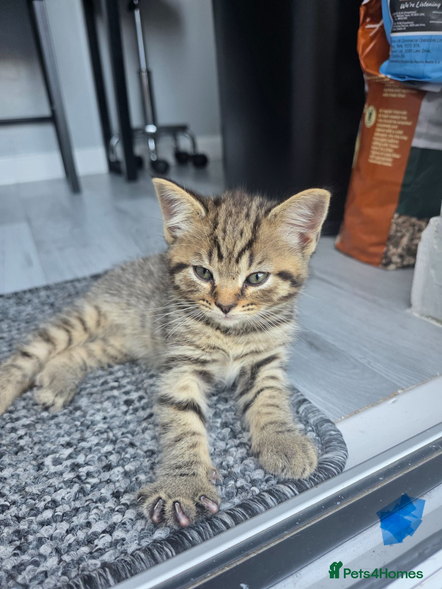 Domestic Shorthair cats 2 beautiful tabby kittens  - Advert 6