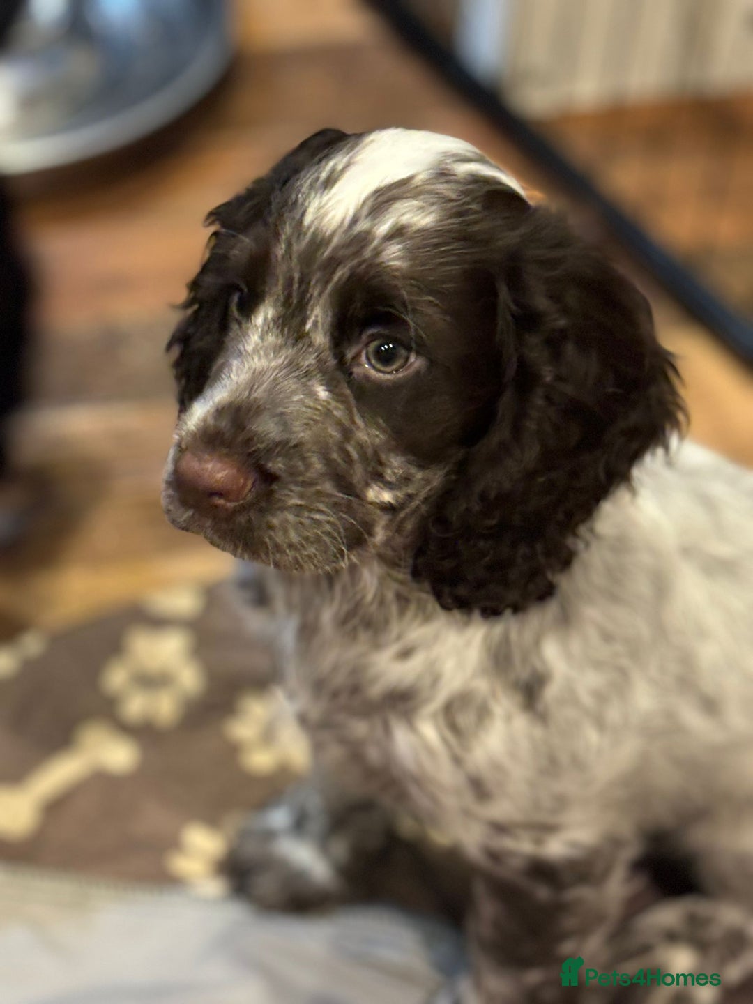 Cocker Spaniel dogs for sale: Last boy left !! working cocker spaniels - Advert 24