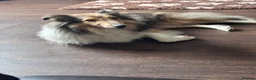 Shetland Sheepdog dogs for sale: Sable Shetland sheepdog girl  - Advert 7