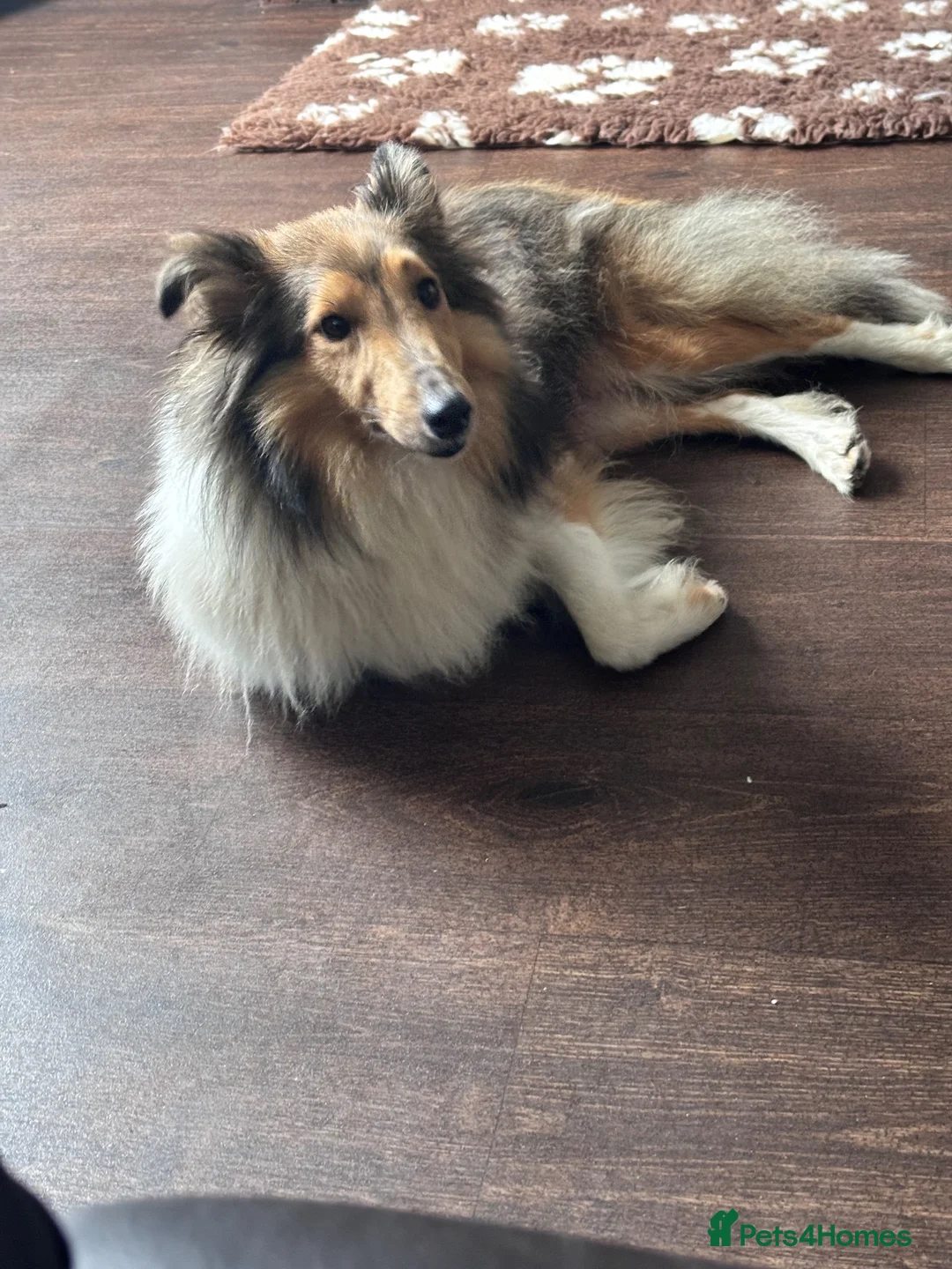 Shetland Sheepdog dogs for sale: Sable Shetland sheepdog girl  - Advert 7