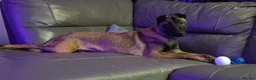 Mixed Breed dogs for sale: Luna  - Advert 4