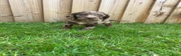Cockapoo dogs for sale: Stunning F1 Miniature Cockerpoo Puppies - Advert 2