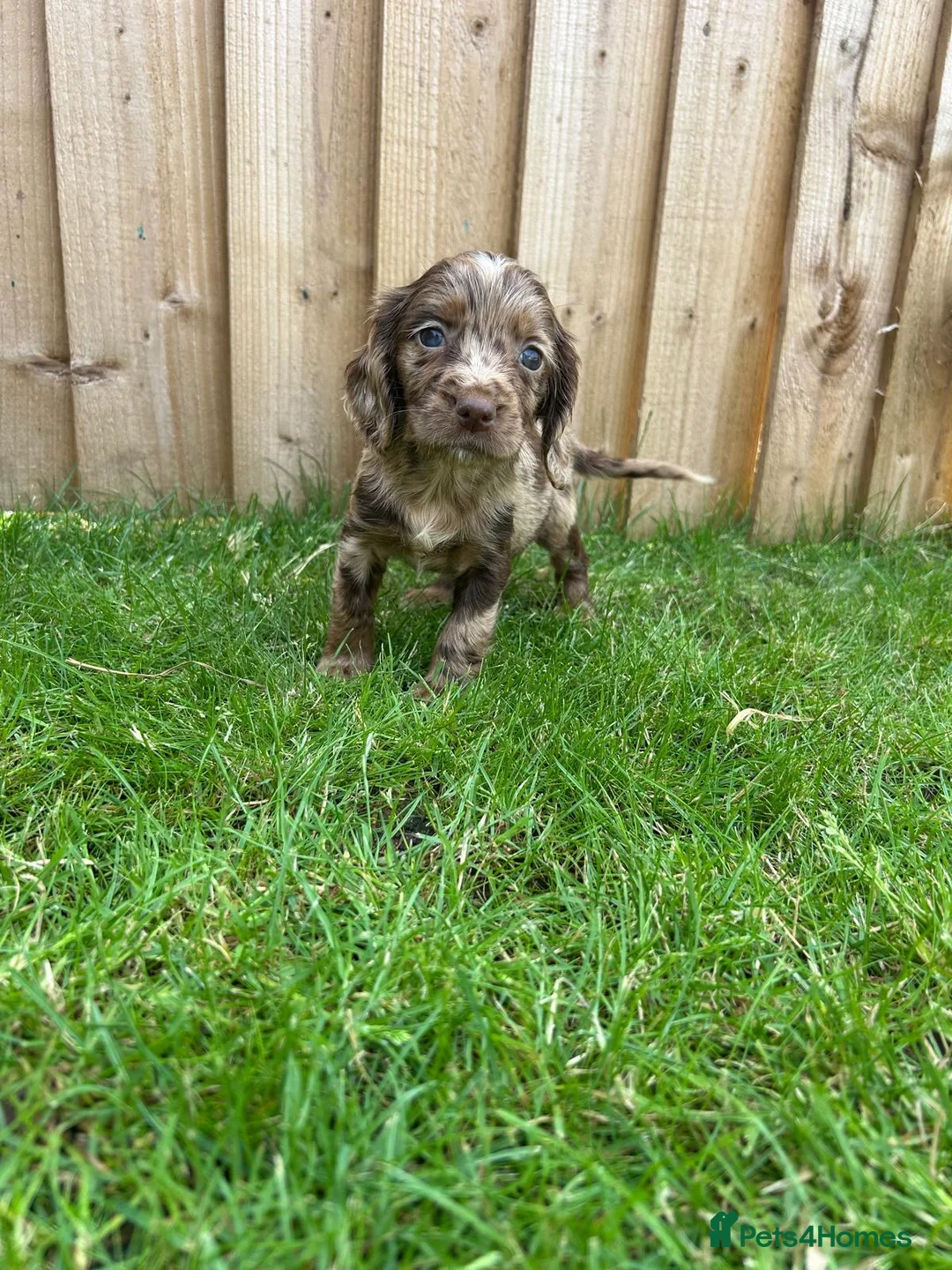 Cockapoo dogs for sale: Stunning F1 Miniature Cockerpoo Puppies - Advert 2