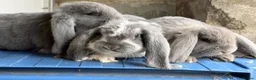 French Lop rabbits for sale: Stunning French lop babies  - Advert 22