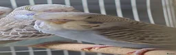 Budgerigars birds for sale: Baby budgies for sale  - Advert 4