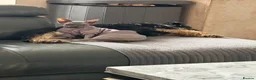 Sphynx cats for sale: Beautifully Sphynx girlie  - Advert 8