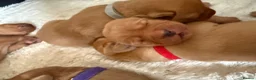 Labrador Retriever dogs for sale: Fox Red KC registered Labradors in Yarm - Advert 3
