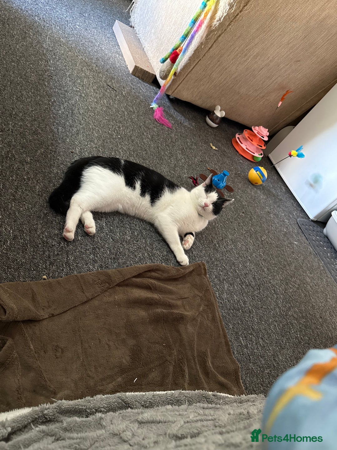 Mixed Breed cats for sale: 7 month male kitten for rehoming  - Advert 2