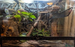 Frog reptiles for sale: Whites Tree Frogs x3 and Set-up - Image 9