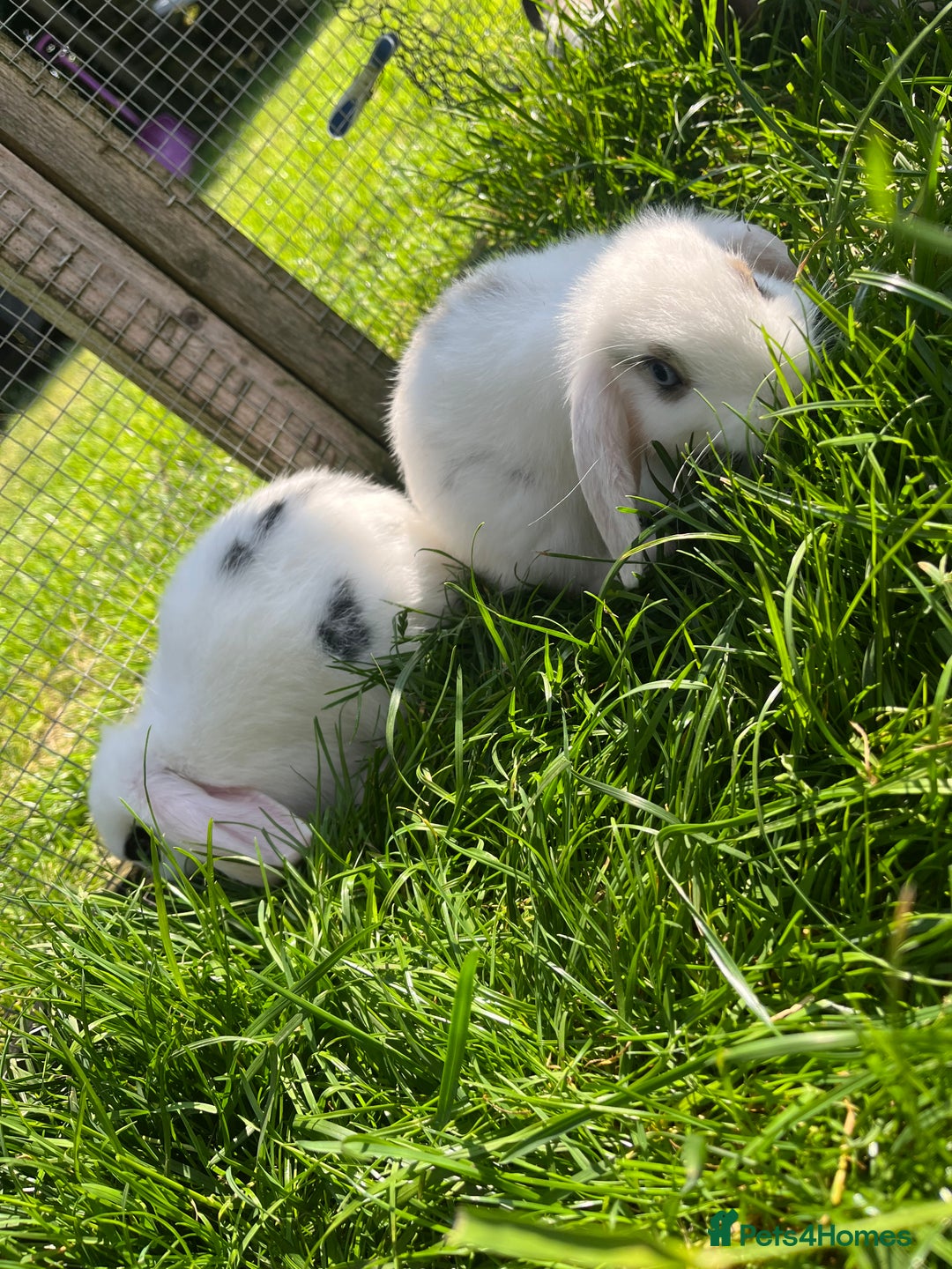 French Lop rabbits for sale: Beautiful Lop bunnies  - Image 6
