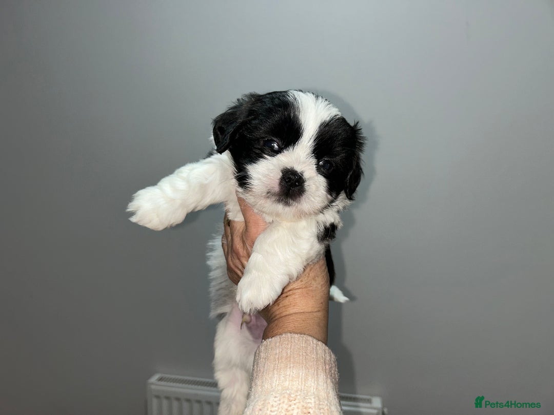 Lhasa Apso dogs for sale: KC Reg Lhasa pup READY TO GO - Advert 18
