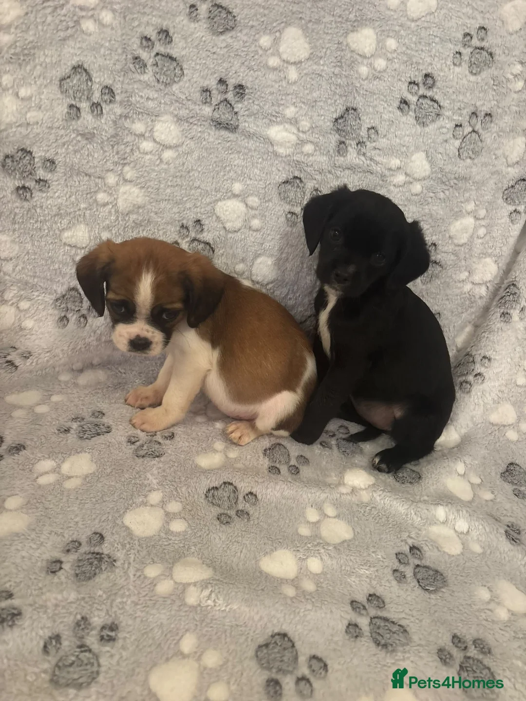 Jug dogs for sale: 🐶 Jug puppies looking for loving homes 🐶 - Advert 9