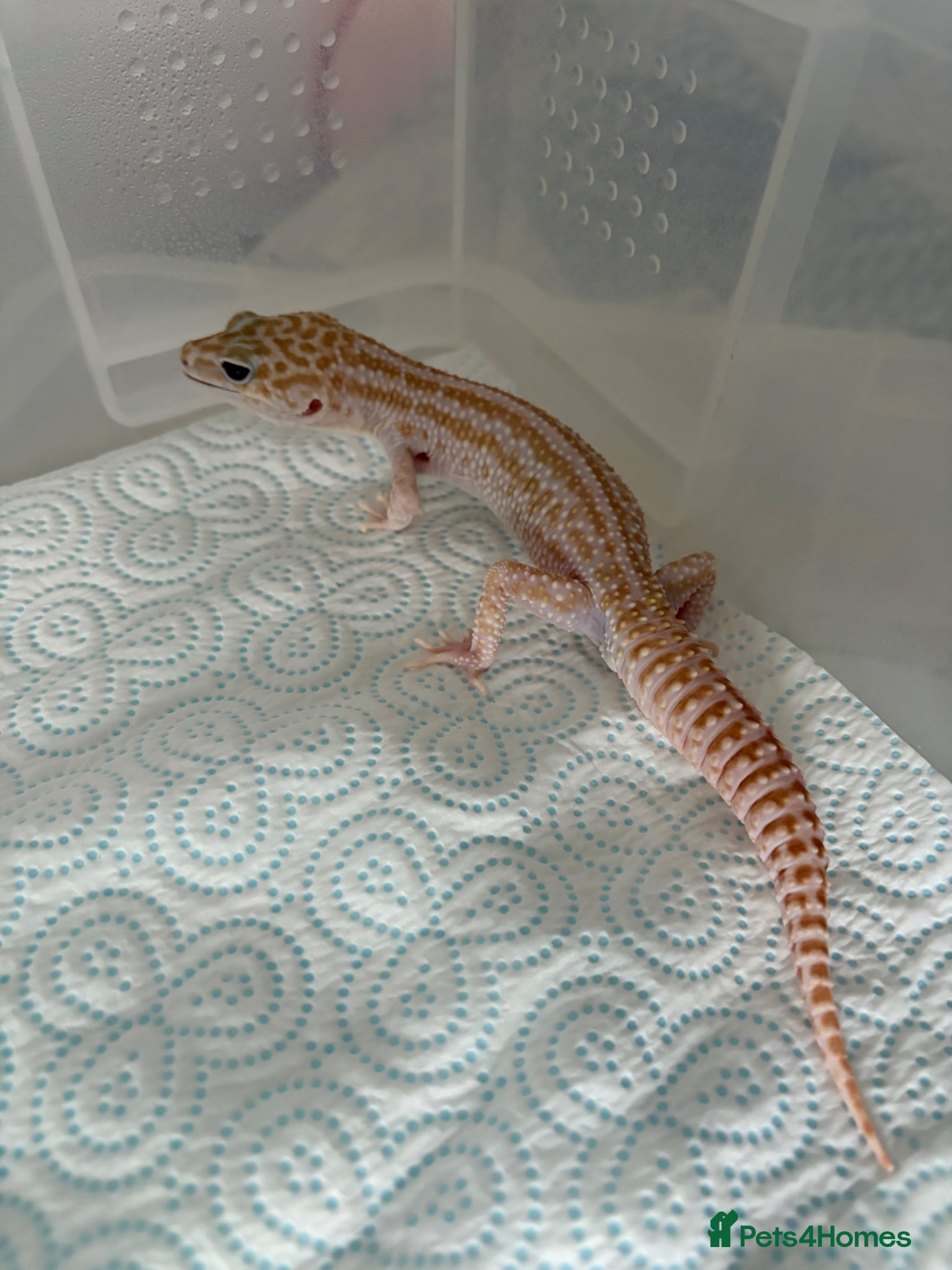 Leopard Gecko reptiles for sale: Male Leopard geckos  - Advert 1