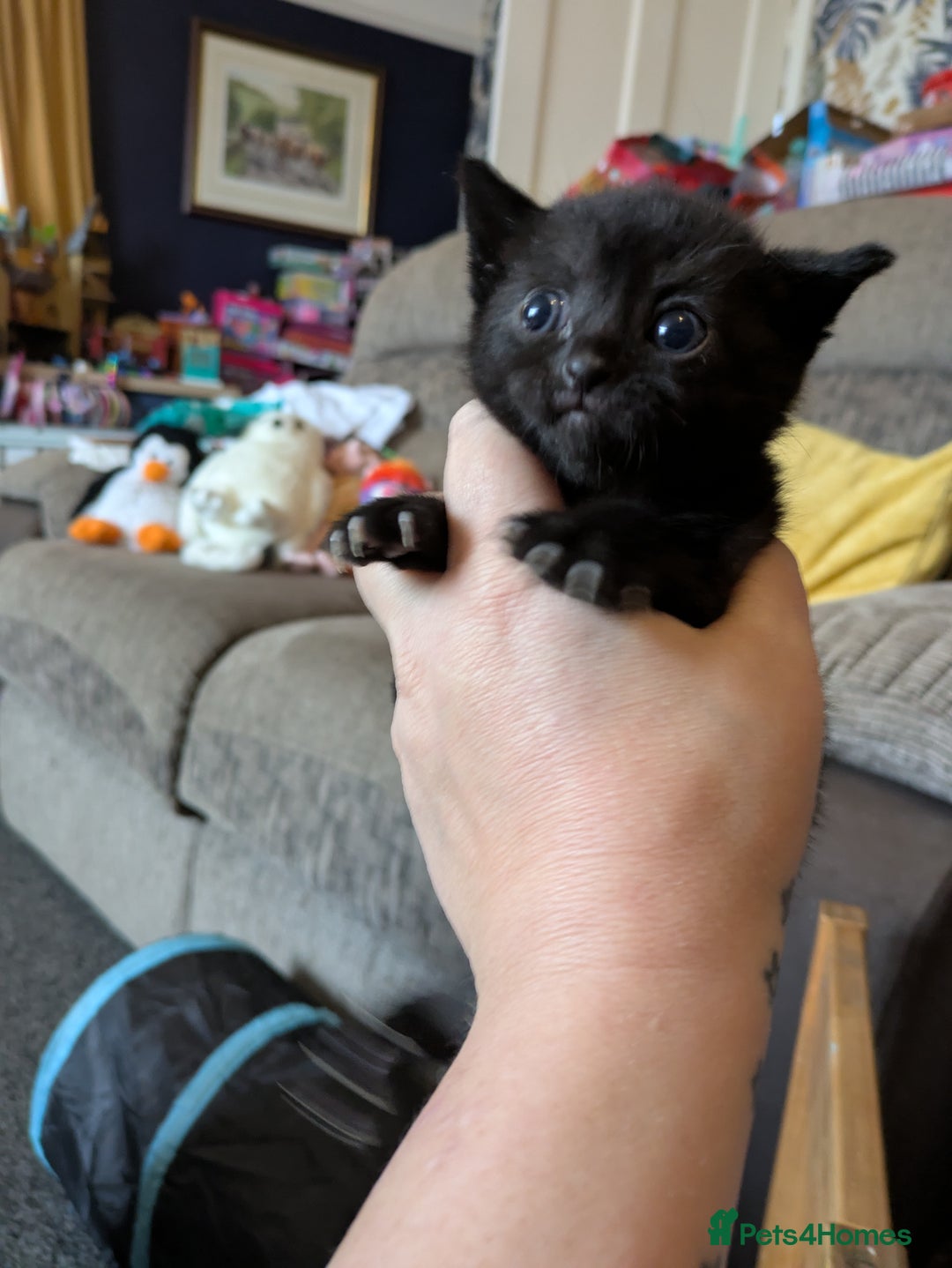 Domestic Shorthair cats for sale: 3 Kittens for Sale - Image 6