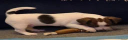 Jack Russell dogs for sale: Beautiful Pure-Bred Jack Russell Terrier Puppies in London - Advert 2