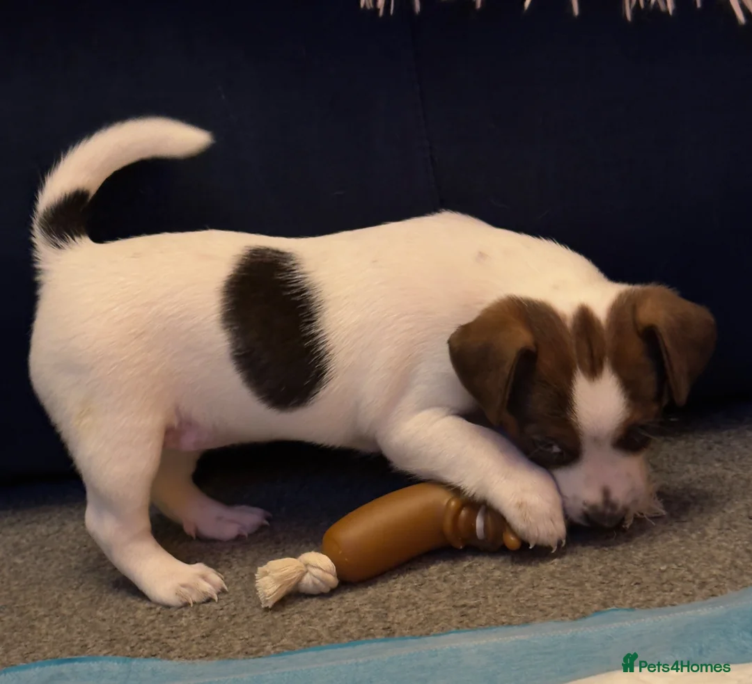Jack Russell dogs for sale: Beautiful Pure-Bred Jack Russell Terrier Puppies in London - Advert 2