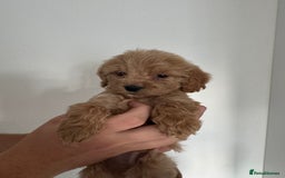 Cockapoo dogs for sale: cockapoo puppies  - Image 13