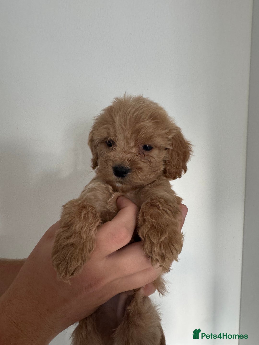 Cockapoo dogs for sale: cockapoo puppies  - Image 13