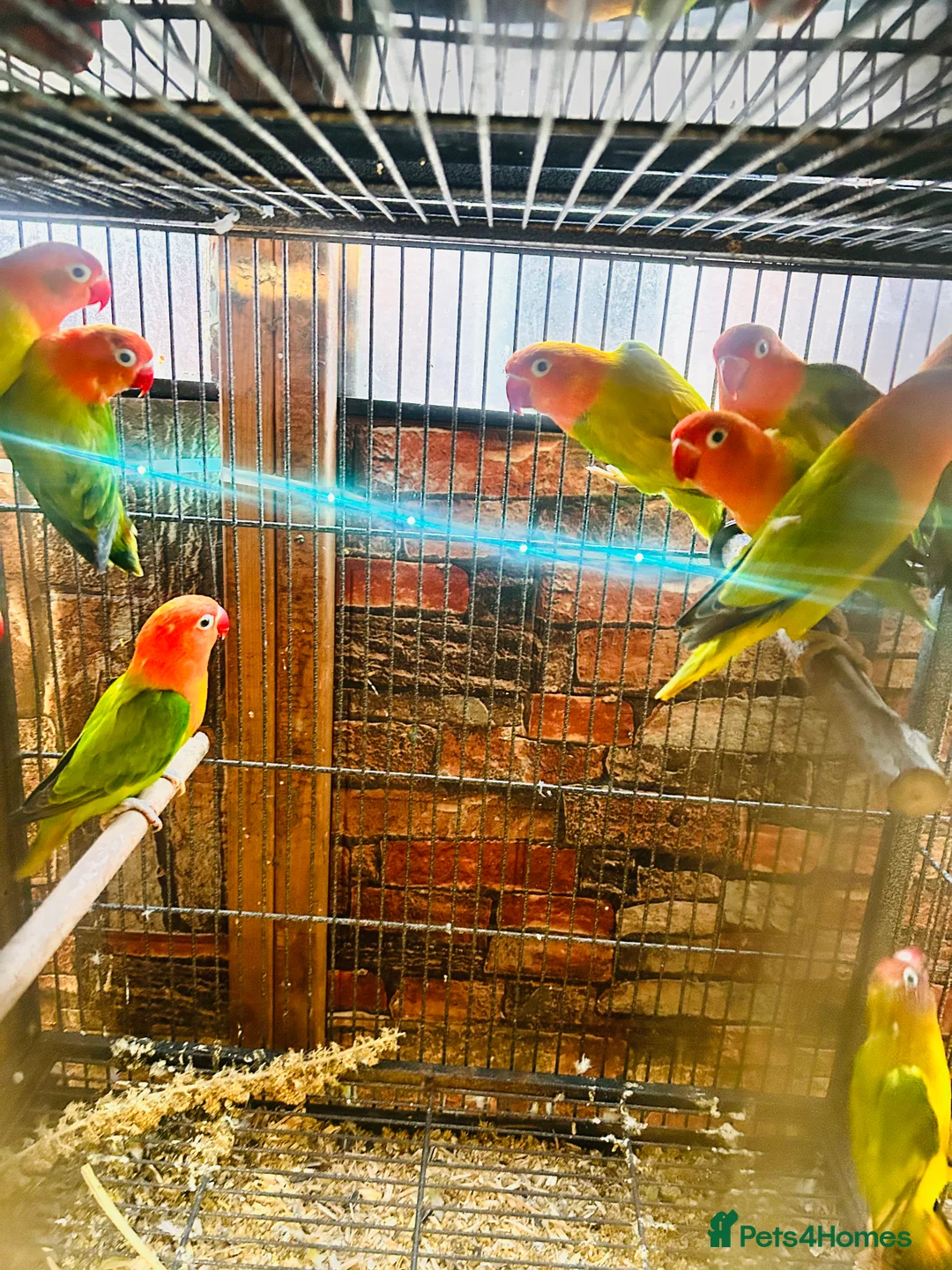 Lovebirds birds for sale: Various Fischer /masked lovebirds for sale  - Advert 15