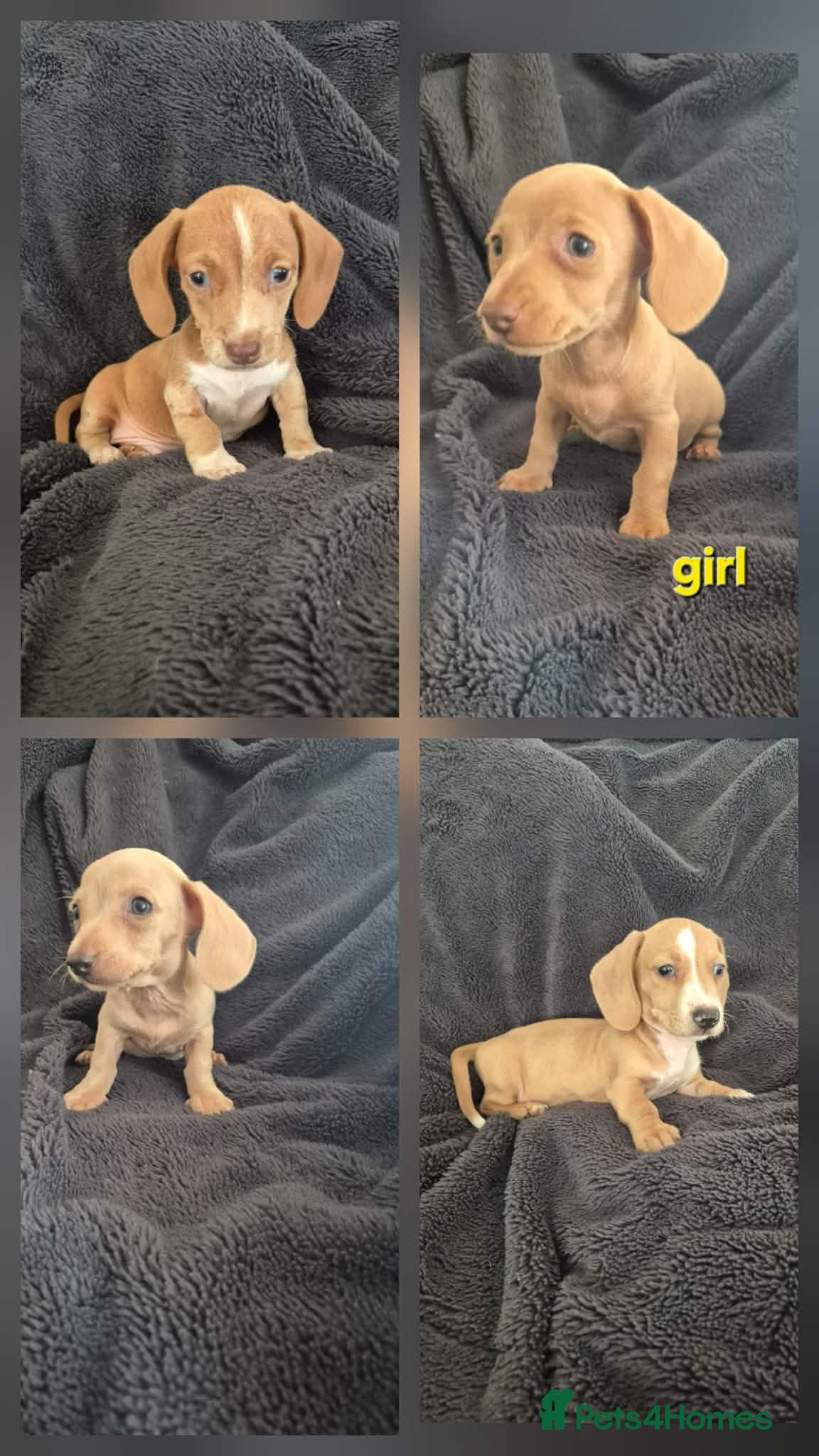 Miniature Dachshund dogs  isabella & tanned girl ready NOW - Advert 2