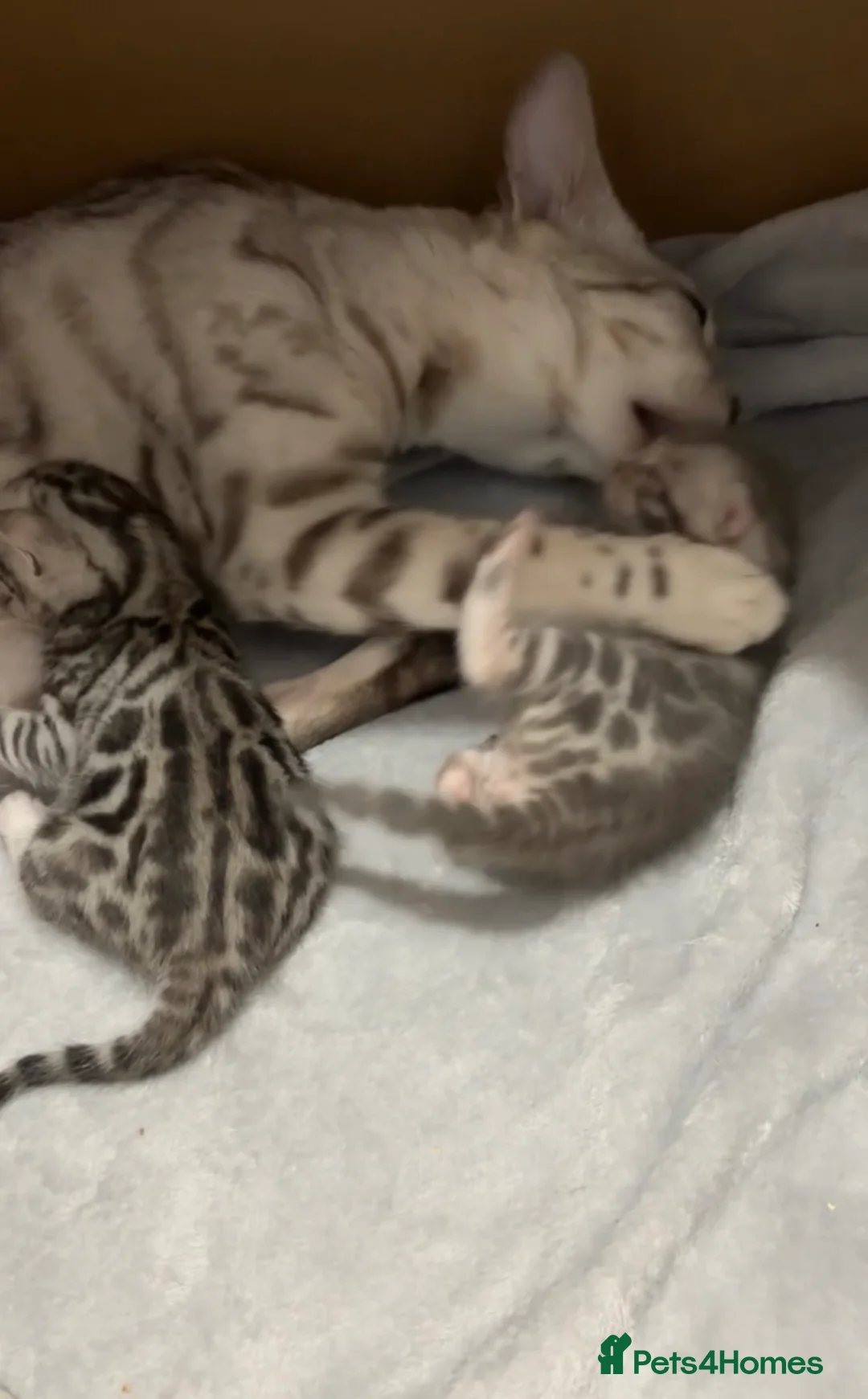 Bengal cats for sale: 🌟pedigree bengal kittens🌟 - Advert 8