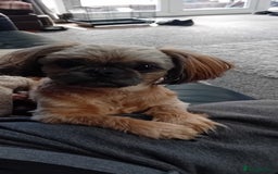 Shih Tzu dogs for sale: Shihtzu minature puppies stunning - Image 15