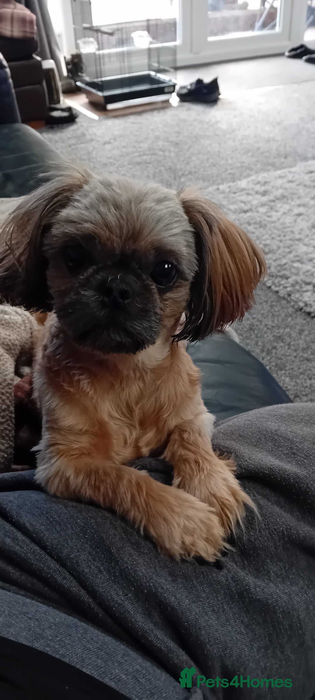 Shih Tzu dogs for sale: Shihtzu minature puppies stunning - Image 15