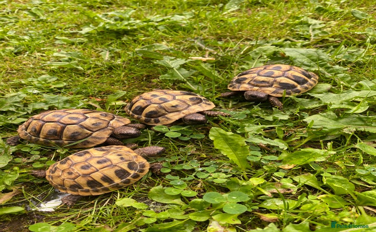 Tortoise reptiles - Advert 1