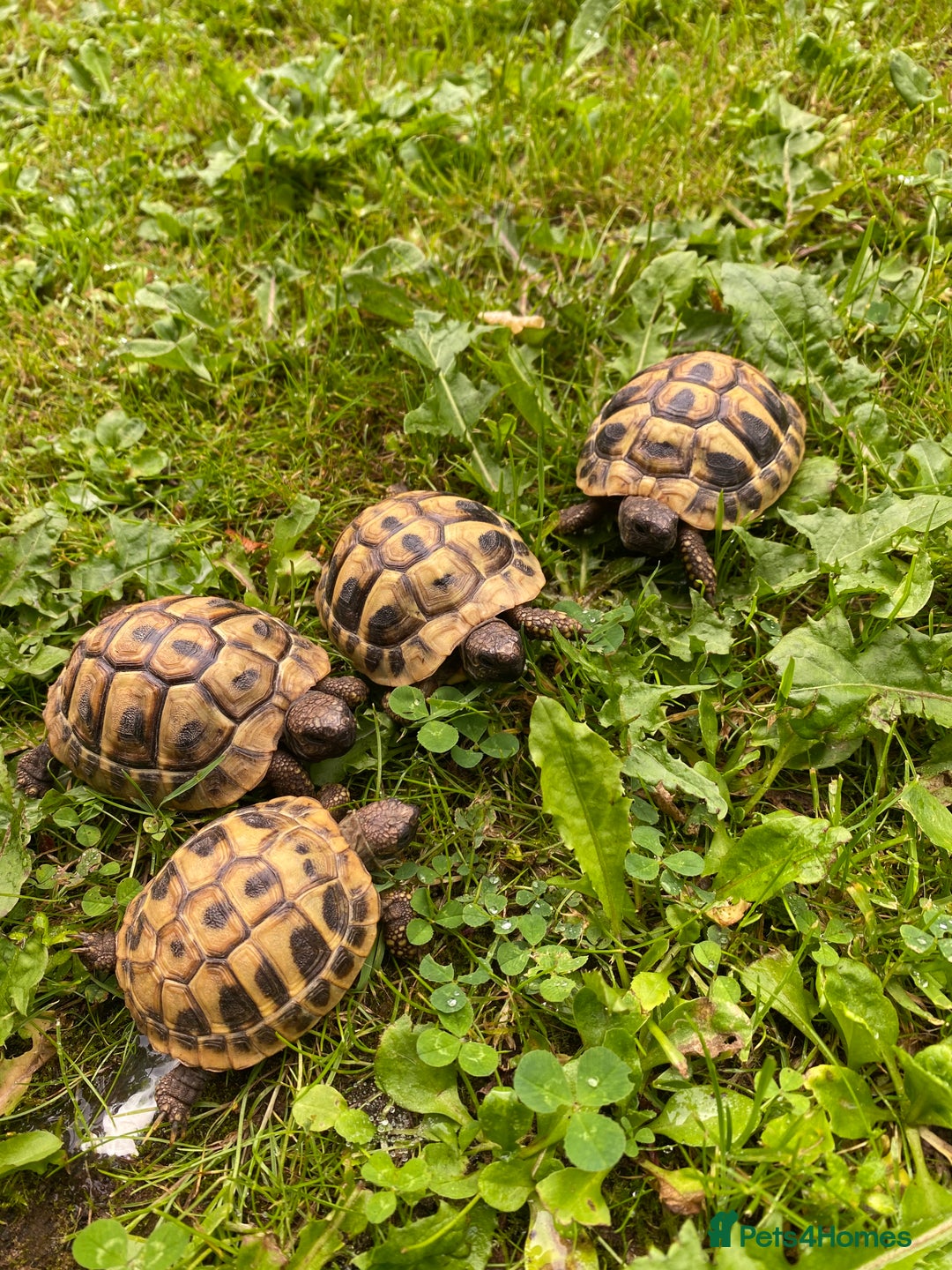 Tortoise reptiles for sale: Hermanns Tortoises for sale - Image 1