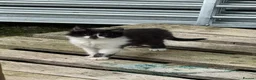 Mixed Breed cats for sale: 3 Beautiful Kittens for Sale - Advert 2