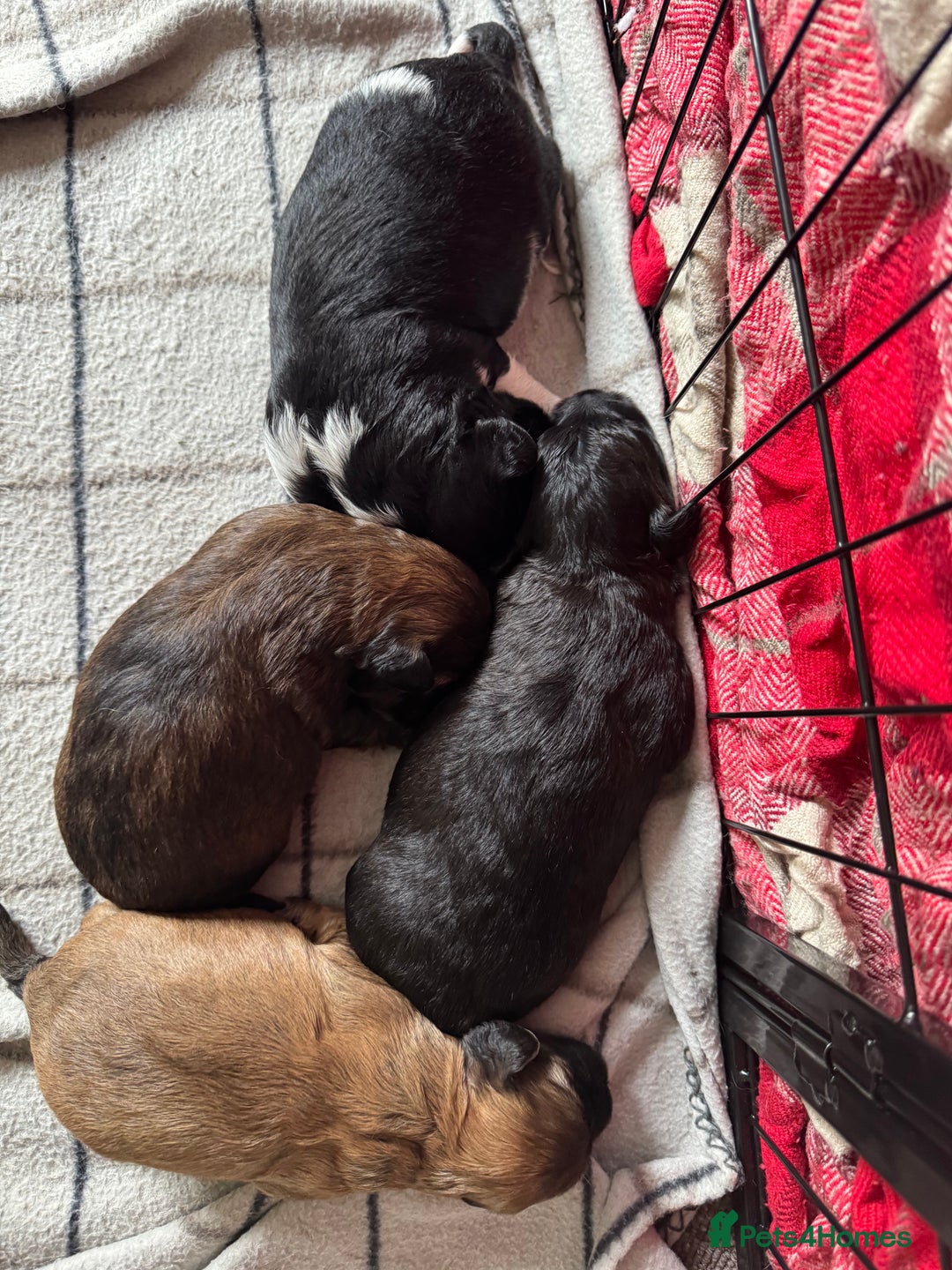 Shihpoo dogs for sale: 4 shihpoo males  in Telford - Image 2
